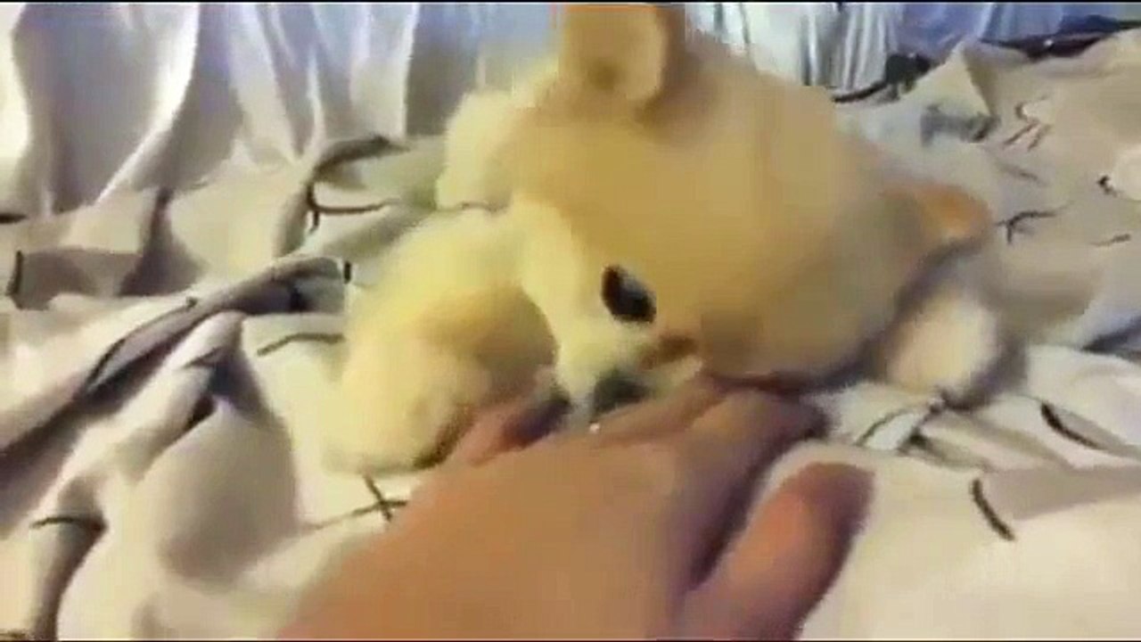 ROUND 8 ♥ Gato Tierno Vs. Perro Tierno ♥♥ A CUAL ELIGES Perrito Tierno o Gatito Tierno