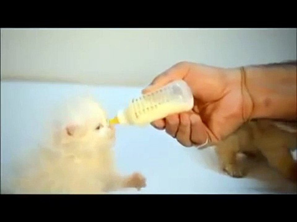 ROUND 6 ♥ Gato Tierno Vs. Perro Tierno ♥♥ A CUAL ELIGES Perrito Tierno o Gatito Tierno