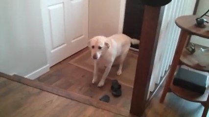 Dog Nervous To Go Up Stairs