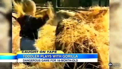 Toddler Plays With Gorilla: Caught on Tape | Good Morning America | ABC News