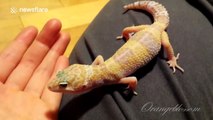 Leopard gecko hiccups