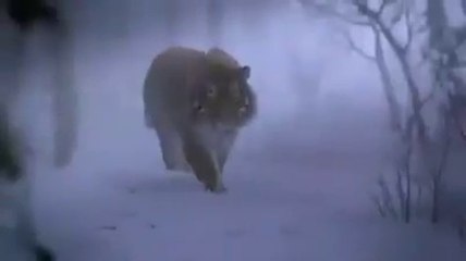 Big Tiger attacked man horrible video live recorded