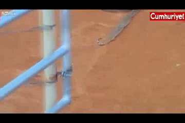 Mavi yılan dehşet saçtı