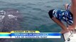 Caught On Tape: Teen Rides on 30 Foot Whale Sharks Back | Good Morning America | ABC News