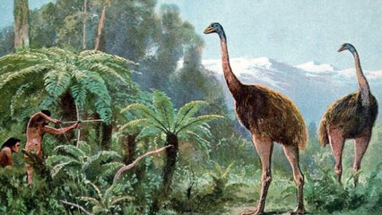 Top 10 Animal That Humans Hunted into Extinction