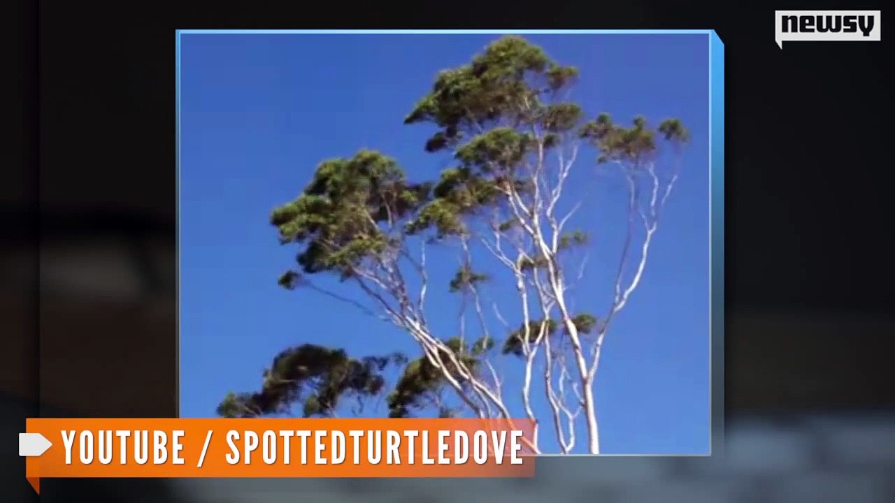 Gold Found Growing in Eucalyptus Trees