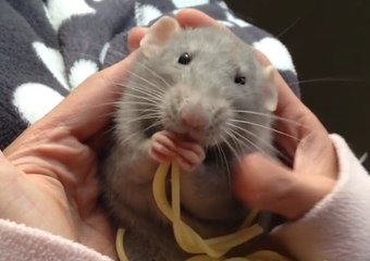 Spagetti yiyen sevimli sıçan