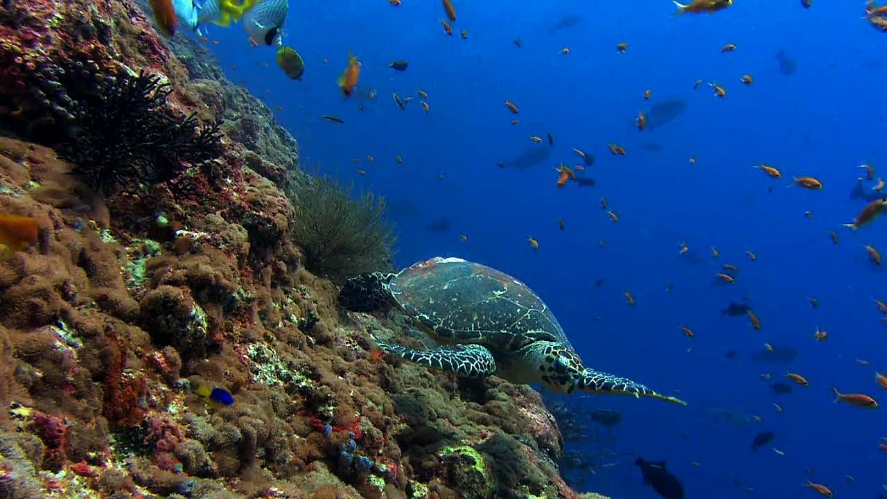 3D view in sea