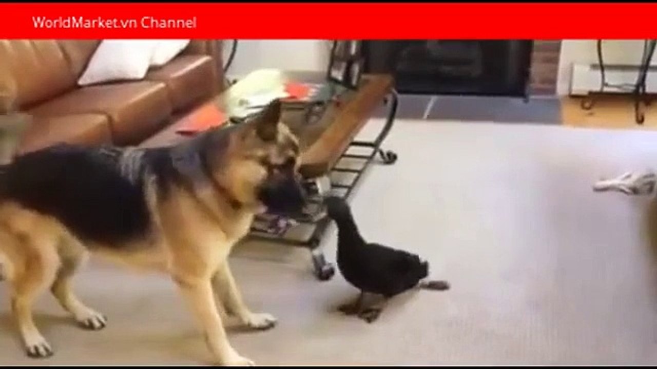 funny clips