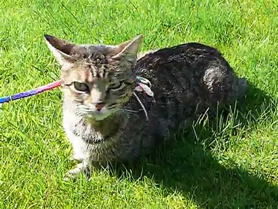 osiris à l'adoption