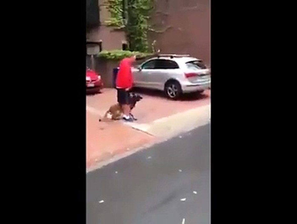 Un chien de garde très bien dressé. Démo impressionnante