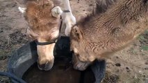 Camel thirst. Funny camels drink water