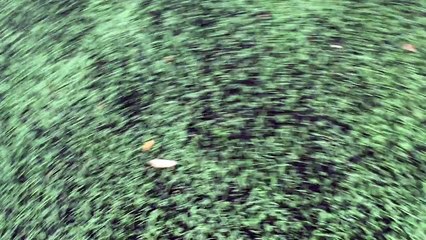 But victorieux  kunjaja..