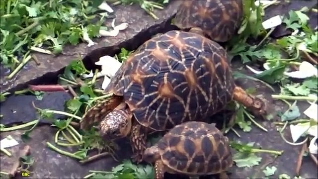 Party turtles. Invasion funny turtles