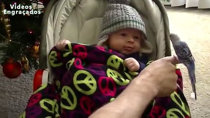 10 of the best pets for children. Funny pets and children