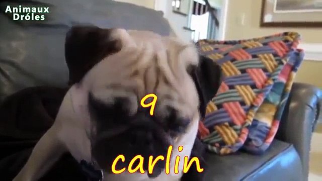 10 funny dog breeds. Funny different dog