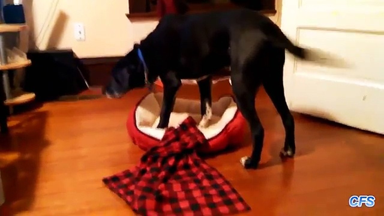 Big dog and small beds. Funny dogs on small sunbeds