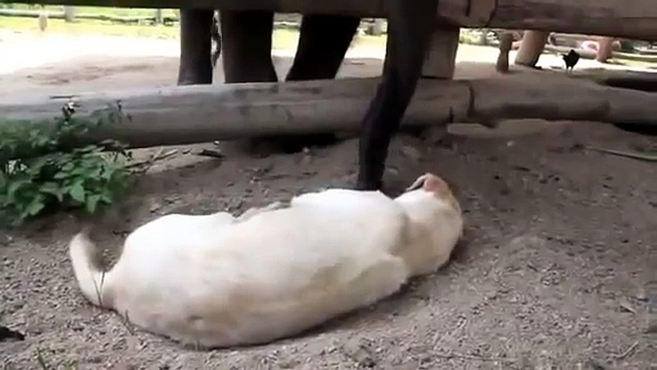 Alarm clock with a trunk. Funny elephant wakes dog