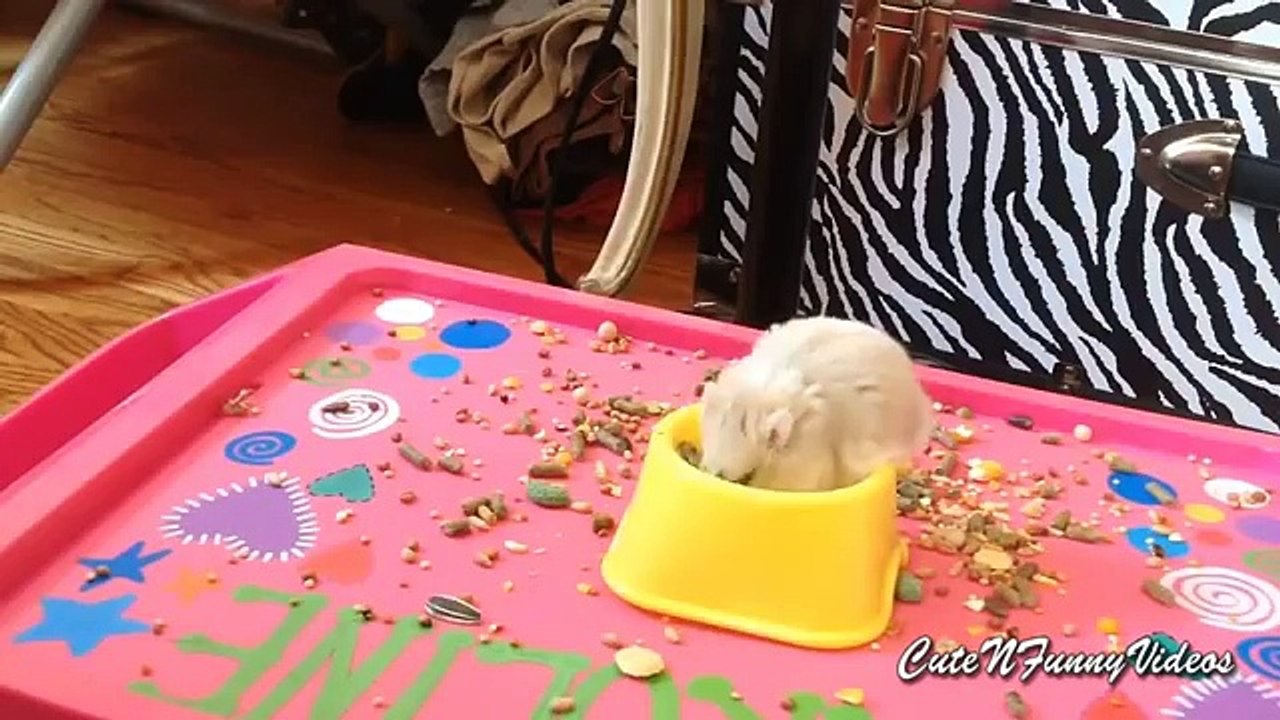 Cheerful life hamsters. Funny hamsters