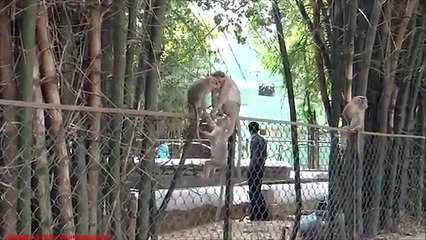 Cheerful Family. Funny monkey playing