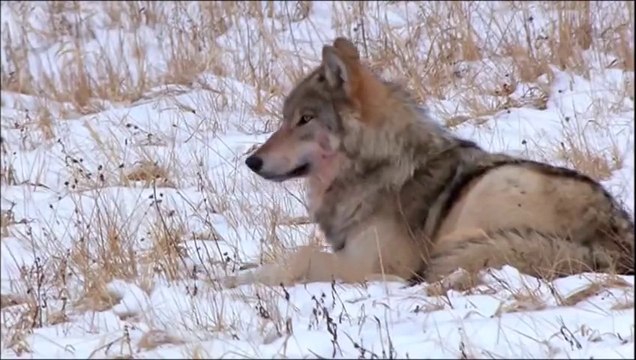 Of The Wand And The Moon - Like Wolves