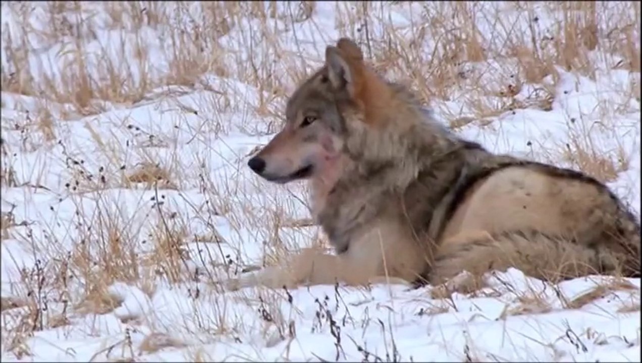 Of The Wand And The Moon - Like Wolves