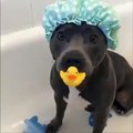 Taking Bath