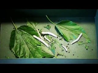 Resham ke kerha, Resham bnate huye - Beautiful Video Hay koi Aisa bnane wala Urdu Videos