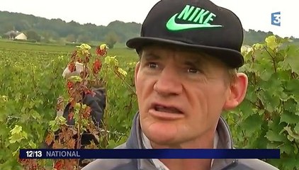 Saumur : des adultes handicapés aident à la récolte du raisin