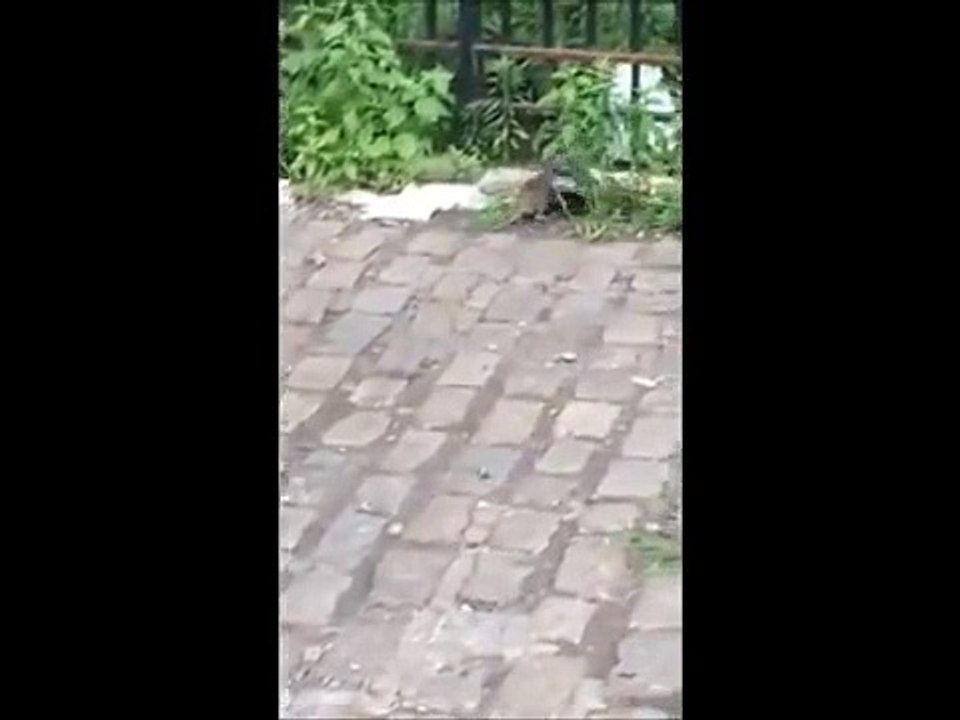 Kendinden büyük güvercini alt eden fare