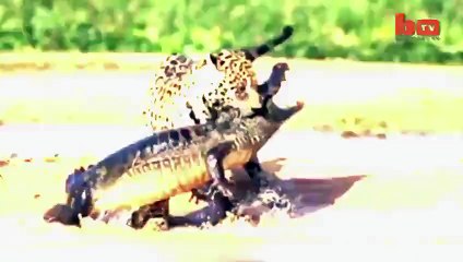 Jaguarın Timsah Avı