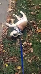 Gezmek İstemeyen Tembel Köpek