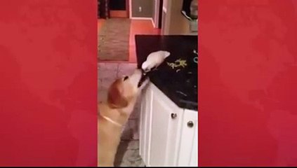 dosti janwer b nibhate hn dekheen kutay r parrot ki dosti ki video