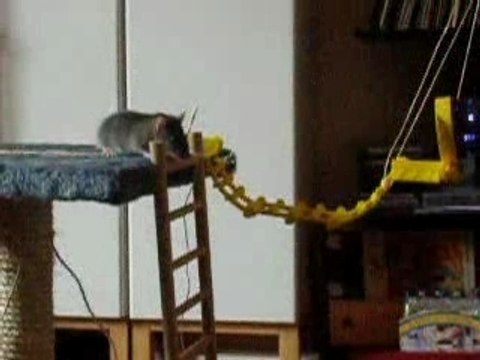 Bébés rats - mai 2005