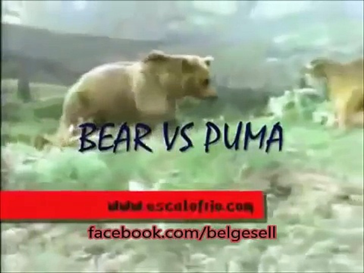 Lion vs Bear Top Real Fights to Death - video Dailymotion