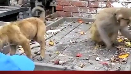 Monkey and Dog - Very Funny