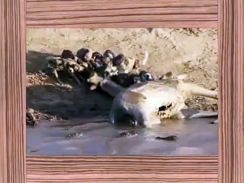 Animal Attack Compilation Elephant,Wild Dog ,Hyena,Lion,Ostrich Best Wild Animal Attacks Must S