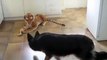 German Shepherd scared of Stuffed Toy Tiger. Very Funny! (ORIGINAL VIDEO & VERSION))