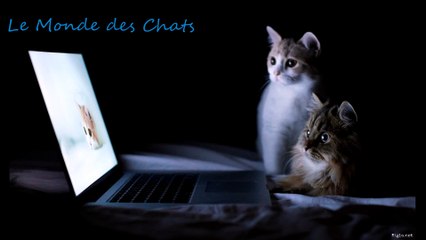 Amitié entre un chat et un gros lézard