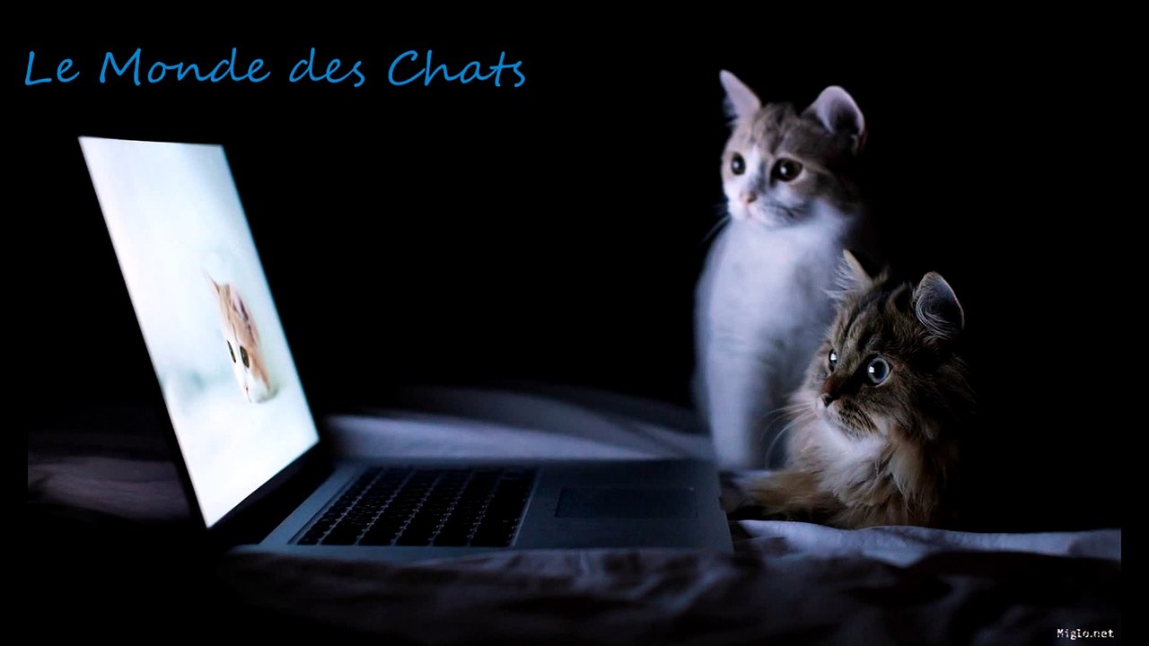 Amitié entre un chat et un gros lézard