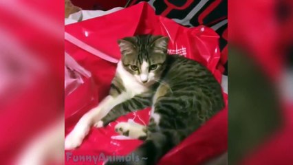 Ultimate Cat Vine Compilation - Funny Cats Compilation