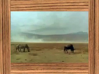 Shocking Animal Attacks Compilation | 15 Gruesome Live Incidents 🐾