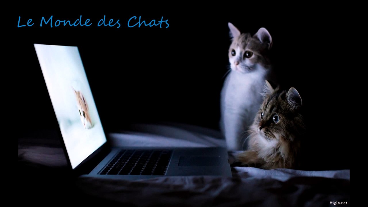 Blague de chat