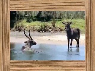 Animal Attack Compilation Mountain Goat, Eagle,Buffalo, Crocodile