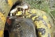 Animal attack crocodile attack anaconda,, dangerious fight wild NEW@croos