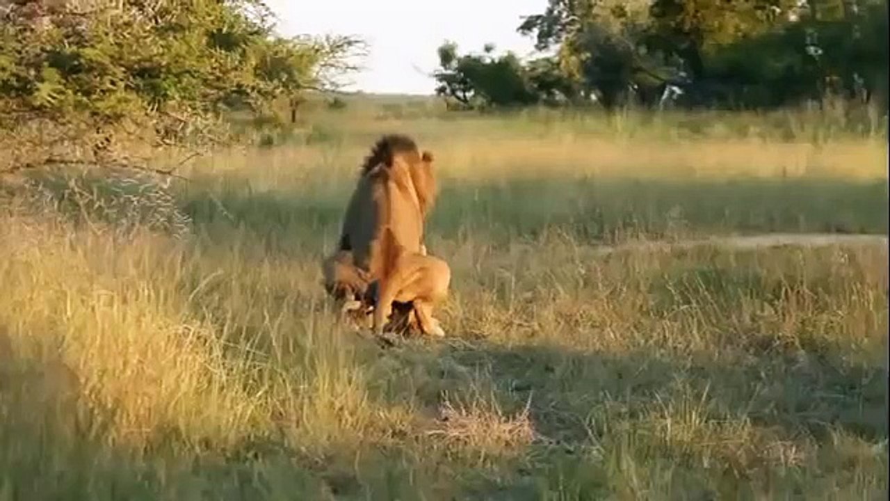 Animal attack Days of lions Lonely elephant  disturb mating lions wild NEW@croos