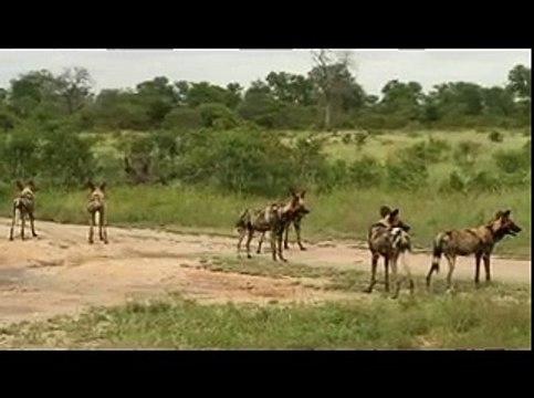 Animal attack dog hunting dogs fight wild NEW@croos wild NEW@croos