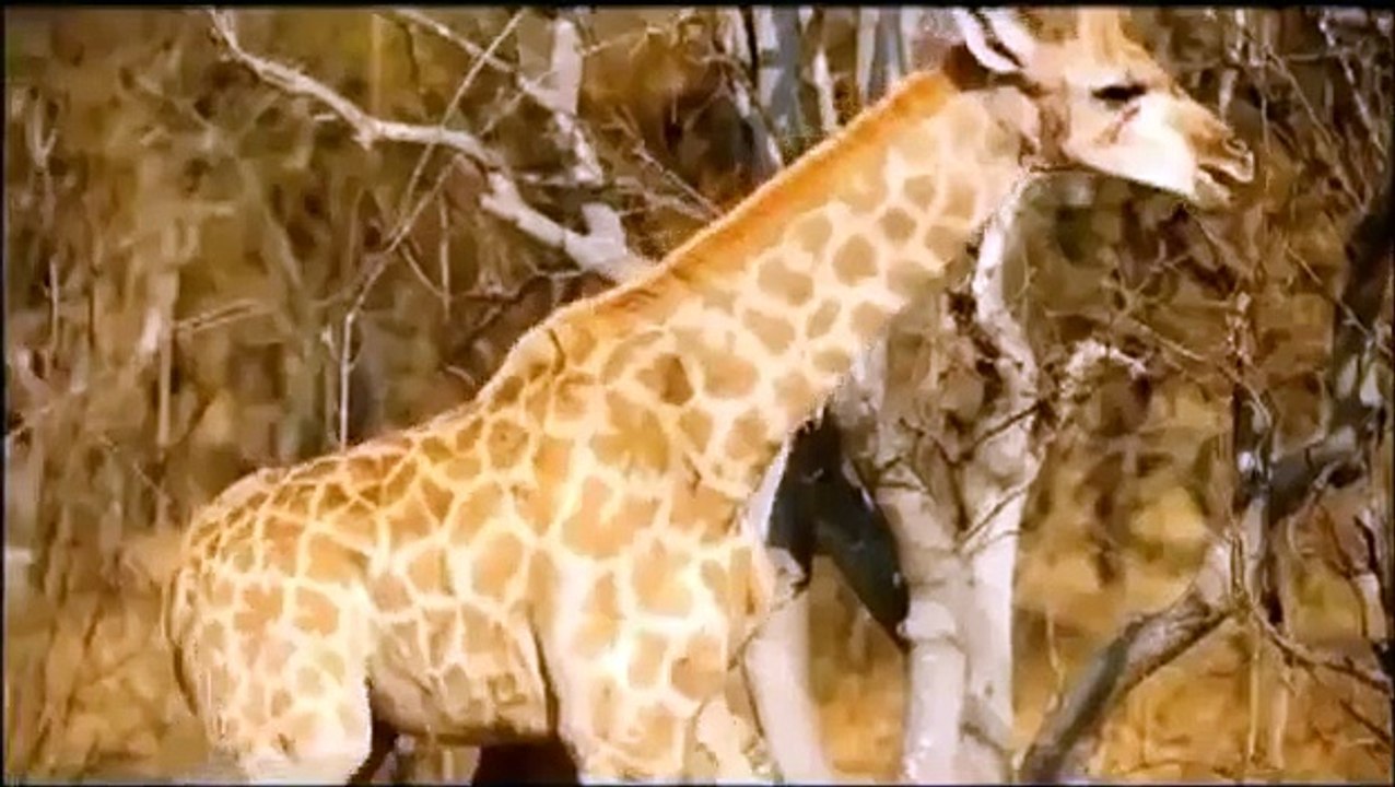 Animal attack Giraffe VS Lion part 92 wild NEW@croos