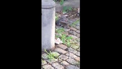 Pigeon vs Rat! See who won