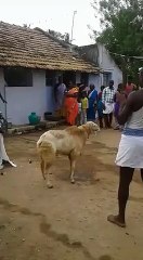 goat funny fighting